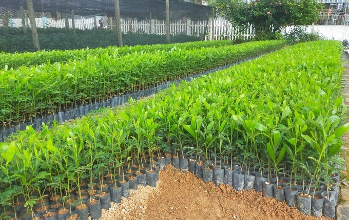 Ngành Lâm học Trường Đại học Nghệ An – Sự quan tâm của các bạn trẻ